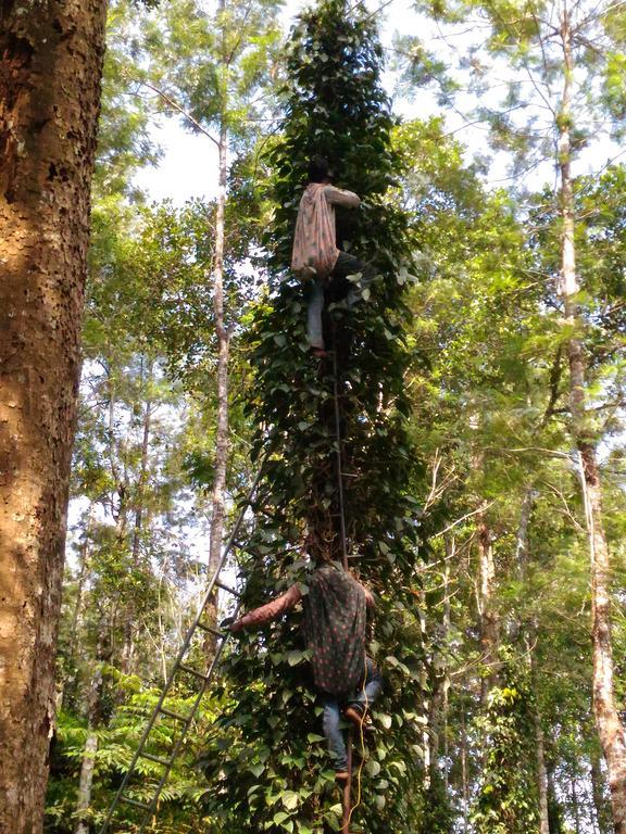 Bed and Breakfast Jungle Jive Tree House Munnar Exterior foto